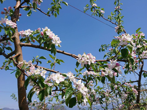 新作！！信州あずみ野のりんごで作った「コンポート」デザートにもお菓子作りにもどうぞ！！たっぷりサイズです。
