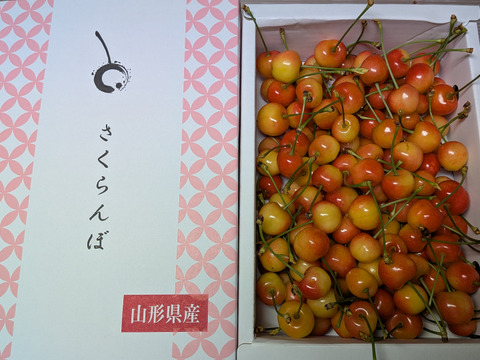 さくらんぼ佐藤錦加工原料