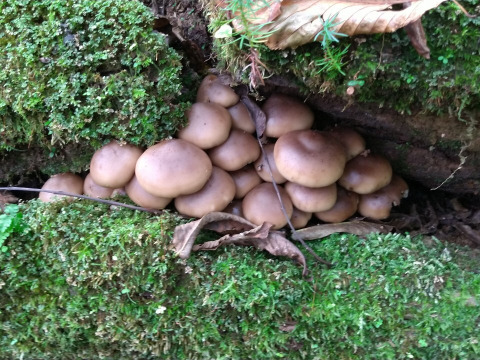 【真の幻茸】オドウタケ/オドタケ/御洞茸/ジュロウ/準絶滅危惧種の美味きのこ/500g