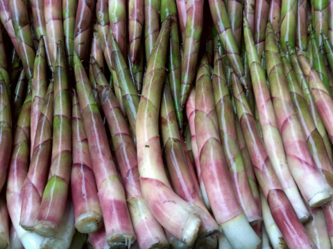 【太くて旨い】月山竹/すずこ/根曲がり竹/チシマザサ/標高800m以上の高地採取もの/並～中太【2kg】