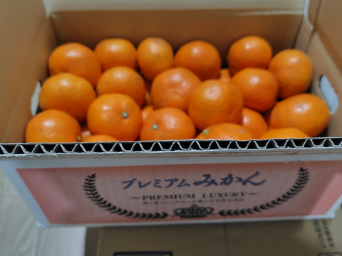 食べたらやみつき！【絶品】　糖度15度以上『興津早生みかん』　３kg