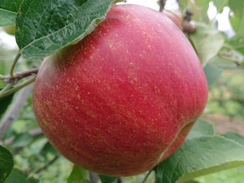 サンつがるストレートジュースとシナノスイートの琥珀色の飲むりんご酢のセット 是非お楽しみ下さい 長野県産 食べチョク 農家 漁師の産直ネット通販 旬の食材を生産者直送