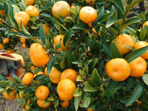 家庭用【自然栽培】クリスマスやお正月に最適　食べやすい甘さ 食べ出したら止まらない 早生みかん（5K）