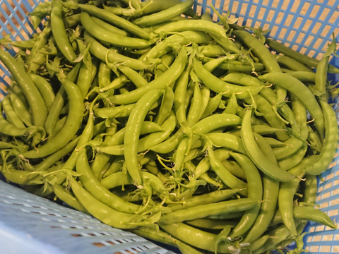 茹でて◎炒めて◎有機スナップエンドウ 2kg