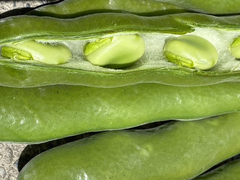 旬のそら豆　期間限定商品(収穫期間が短い)