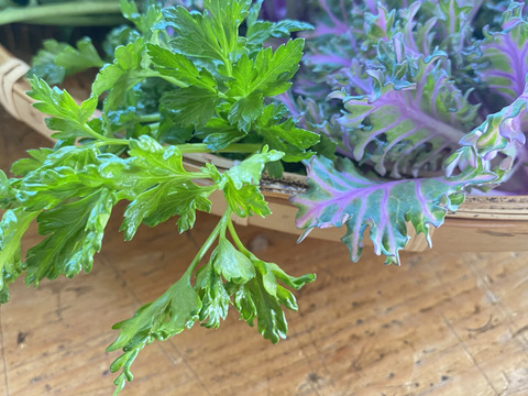 【自然栽培🍀60サイズ】春を感じる🌸採れたて！旬菜セット