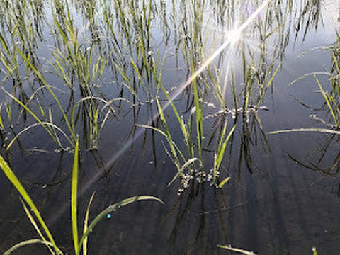 【新米】農薬化学肥料不使用　信州伊那谷★コシヒカリ(玄米)2025年産・5㎏