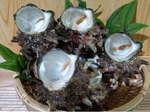 父の日にも 壱岐産 新鮮サザエ 大サイズ 8個 1 2キロ さざえ 長崎県産 食べチョク 農家 漁師の産直ネット通販 旬の食材を生産者直送
