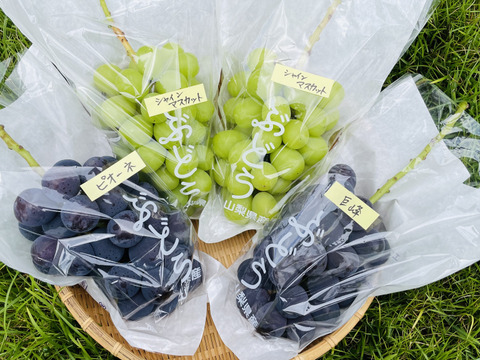 【農薬節約栽培】巨峰・シャイン2房・ピオーネ詰め合わせ(種なし) 2キロ箱