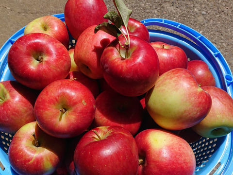 あずみ野の林檎たっぷり詰めこみました！100％ストレートジュース」2本入り　サンつがる林檎を収穫後すぐ搾りました。(砂糖不使用）濃厚な味わいでも後味スッキリ