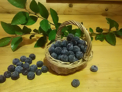 除草剤不使用、特別栽培認証の冷凍ブルーベリー2キロ小粒（ジャム、スムージー、加工用）