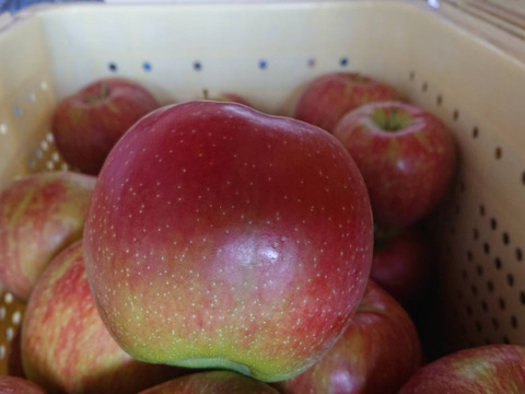 お蔭様で残り１セットになりました。爽やかな酸味の魅力「しなのレッド」約3kg入り。夏の暑さに疲れた体に最適です。長野県生まれのオリジナル品種人気沸騰中！「紅玉」りんごお好きな方にお薦め品種です。