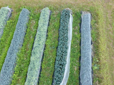 【毎日のスープに】カーボロネロ約600g｜黒キャベツ・栽培期間中 農薬・化学肥料不使用