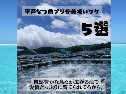 青空レストラン に出た フルーツ魚 
平戸なつ香ブリ 約 4.5kg　三枚おろし（真空パック・あら付き）
 【冬ギフト】 【熨斗対応可】