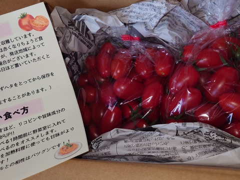 【夜市限定】【とまほっぺ】アイコトマト 1kg｜愛媛・久万高原直送