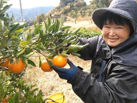 ポンカン4㎏　無選別　高知県土佐市産　家庭用　ぽんかん　※北海道への配送はできません