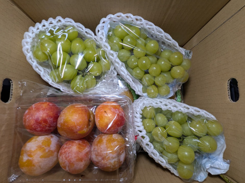 梨、李、シャインマスカット