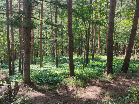 まもなく終了　春の山菜・花わさび！３００ｇ【期間限定　4月下旬～5月上旬】
