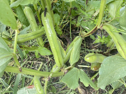 最終【自然栽培・自家採種🍀朝採りそら豆（さや付）】500g 15本前後・青臭くなく大粒で甘〜い！😋