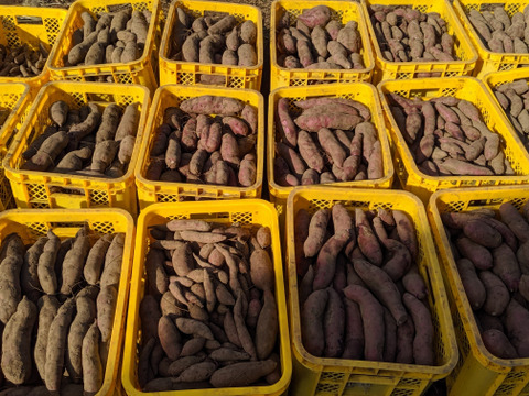 【栽培期間中　農薬不使用】定番と個性派、どっちも食べたい！2色のさつまいも食べくらべセット　2キロ