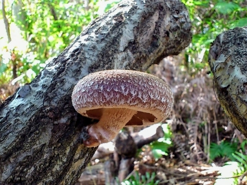 原木椎茸 生 肉厚 1kg【春子のご予約】3月10日頃から発送「のとてまり、茸王」と同系 ひるぜん原木しいたけ 生産者直送 岡山県 蒜山（ひるぜん）高原/鳥取産 クール便発送