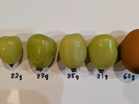 【ご家庭用】雄宝２房（1.5kg～）