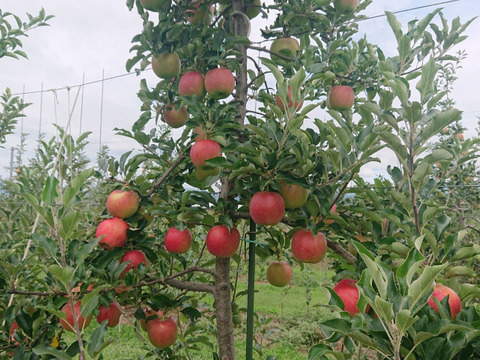 初掲載！紅みのり約5kgやっと実りました。暑い時期収穫りんごの中で日持ちする品種です。硬い/甘味酸味のバランスが良いですよ「紅みのり」担当高橋のお薦め品種。お陰様で残り１セットになりました。（＾人＾）