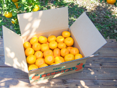 【お歳暮・ギフトに】とろける完熟！人気の甘い小粒Sサイズ5kg【幻の東京狭山みかん】