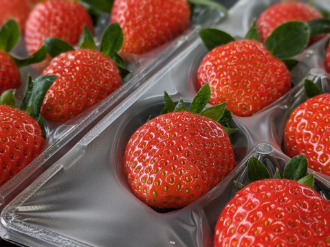 厳選いちご２種食べ比べセット　８～１１玉入り約２７０g×２パック　【化粧箱でお届けします】