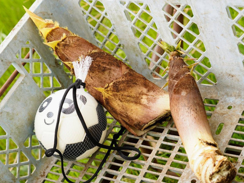 【2026年筍★予約受付中】採れ次第発送~お得な5kg箱サイズ(日にち指定不可、時間指定OK)