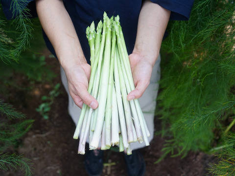 生でも食べれる湧水で育てたアスパラガス 700g佐賀県伊万里産