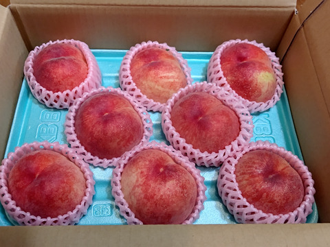 【夏ギフト】初夏を彩る桃 品種はおまかせ！朝採りした桃をその日に発送します！