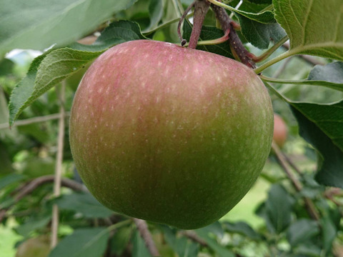 2025年最初の収穫りんご！「恋空約2kg」ネーミングも良いですが味も美味しいですよ。夏リンゴですのでお届け後冷蔵庫にて保存お願いします。栽培が少ない品種です