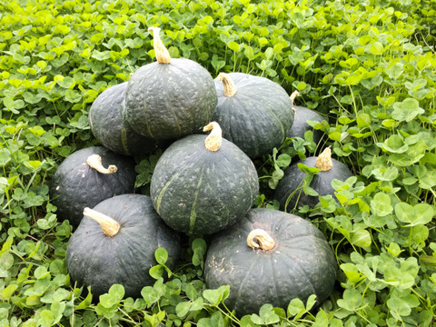 素材の旨味!完熟かぼちゃ ブラックのジョー　2kg