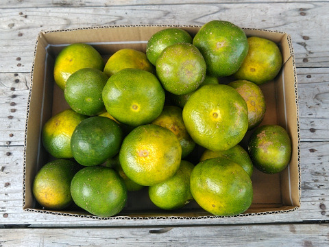 極早生日南の姫1.5kg