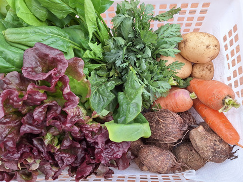 【農薬化学肥料不使用】旬の野菜セット(80サイズ6-7品)