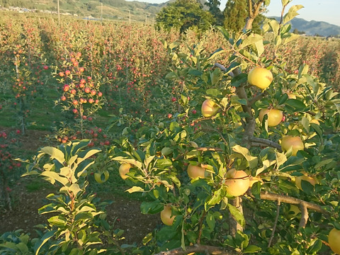 シナノゴールド3キロ 8～10玉 収穫後冷蔵庫保管から今目覚めた