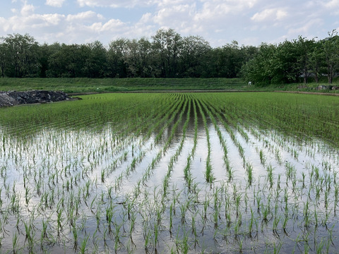【令和７年産】低農薬栽培米　コシヒカリ　白米　５kg