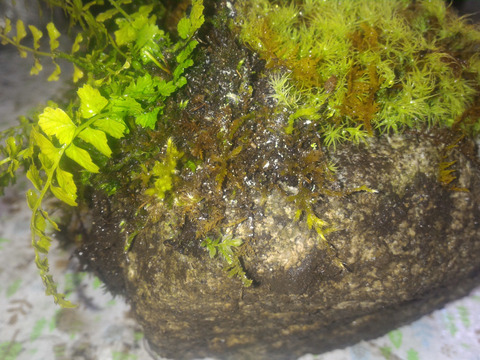 特選 岩 苔盆栽 直径約10cm高さ約5cm 内容量1ヶ 観賞用 花 植物 お部屋をパワースポットに O O 岐阜県産 食べチョク 農家 漁師の産直ネット通販 旬の食材を生産者直送 特選 岩 苔盆栽 直径約10cm高さ約5cm 内容量1ヶ 観賞用 花 植物 お部屋をパワースポットに O O 岐阜県産 食べチョク 農家 漁師の産直ネット通販 旬の食材を生産者直送