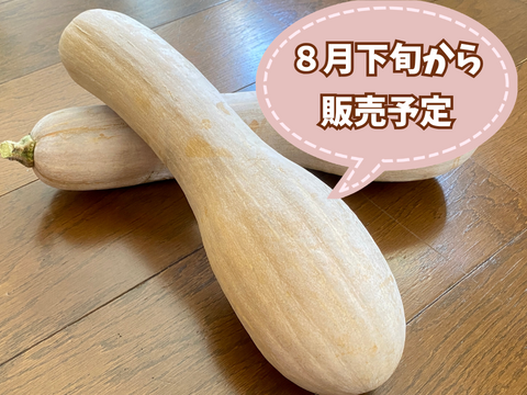 今期最終【自然栽培🎃固定種・鶴首かぼちゃ1本1㎏以上】ポタージュやソテーでどうぞ🎶濃厚な甘さ