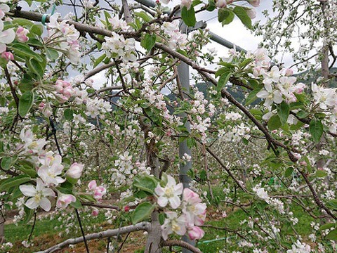 安曇野市推奨ブランドサンふじで作った角切り果肉入りジャムです。芳醇な香りと自然の甘さをお楽しみ下さいませ。ちょっとしたお礼にも最適です。