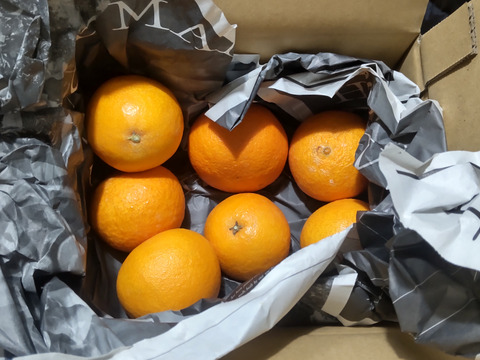 【ゼリーのようなプルプル食感】まどんな 1.5kg【家庭用】【冬ギフト】