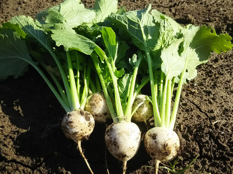 ぬか漬けセット🍆🥕【数量限定❗❗】ばぁばのモノスゴイ野菜（大根とカブつき🥕）😋🍙子供に食べさせたい野菜❗❗✨✨✨