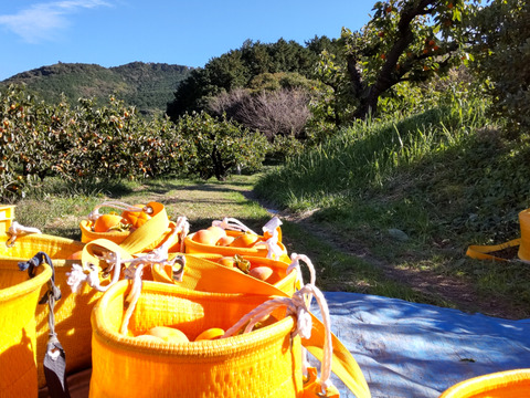 早生甘柿！早秋柿（家庭用　６.５kg　約２５個）