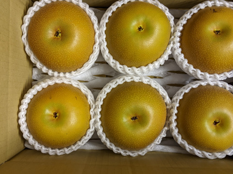 家庭用　あきづき梨　5kg　あま〜〜い梨