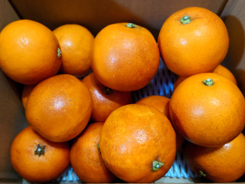 【甘さと爽やかな酸味】ブラッドオレンジ 2kg 【希少柑橘】