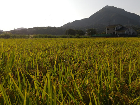 【令和7年新米】　福井県産　コシヒカリ　玄米　5Kg