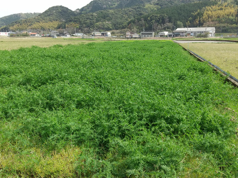 【令和7年新米】　福井県産　あきさかり　玄米　10Kg