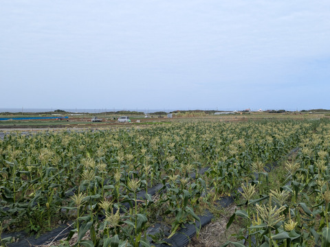 一足早く！沖縄県産採れたて新鮮スイートコーン8本(約1.5〜1.8kg)