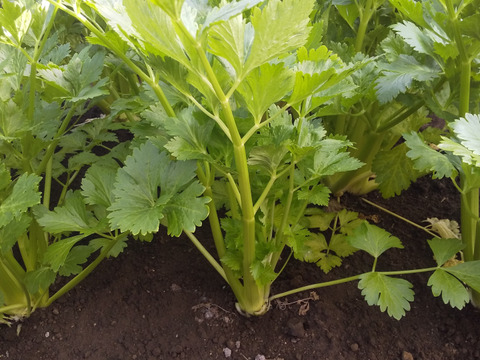 【1/22更新】シャキシャキ青パパイヤとサラダ野菜セット